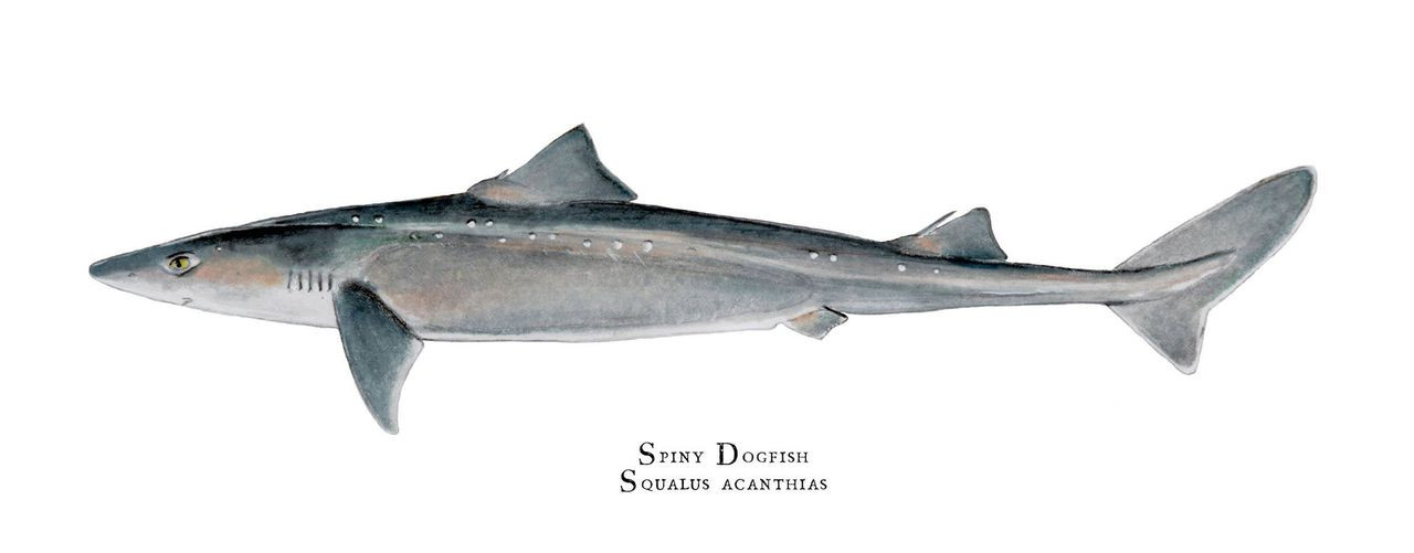 dog fish shark dog fish shark